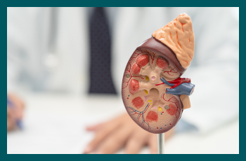 Kidney infections: symptoms, causes, and treatment